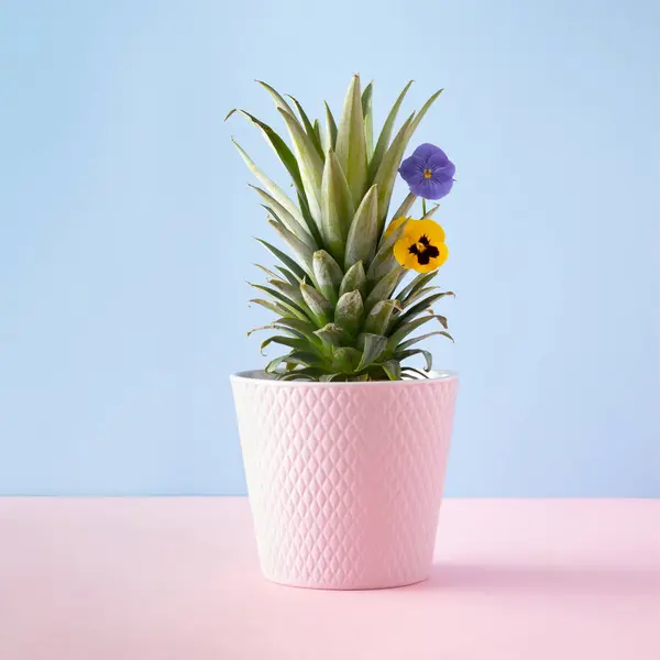 Çiçek saksısı vazosu ananas yaprakları ve renkli sarı ve mor çiçeklerle mavi ve pembe arka planda. Minimum konsept.