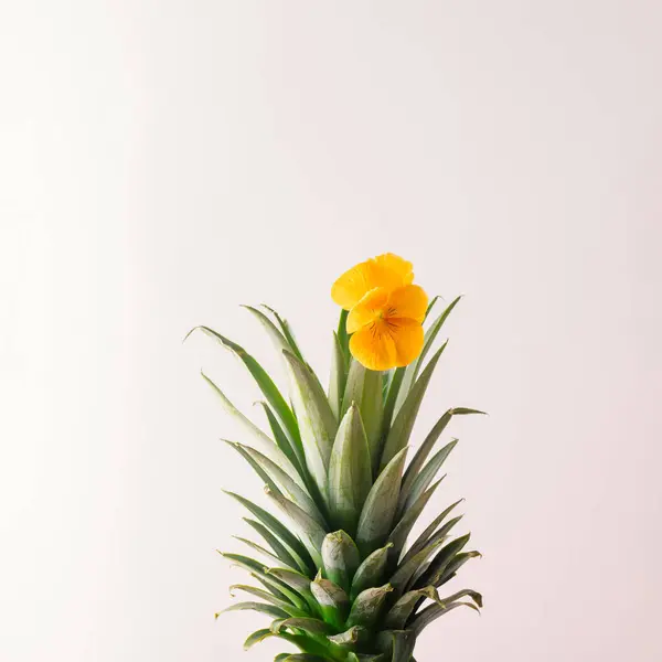 Beyaz arka planda parlak turuncu çiçekli ananas yaprakları. Minimum konsept.