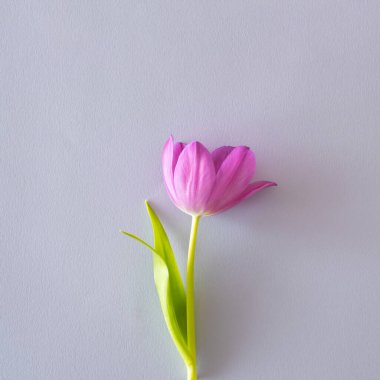 Pastel gri arka plan üzerinde mürekkep lalesi çiçeği. Minimum düzlük.