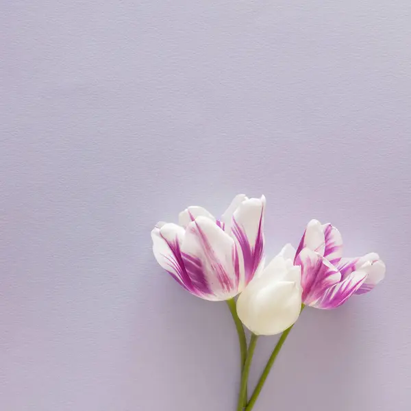 Brihgt pastel mor bir baklava üzerinde mor beyaz lale çiçeği.