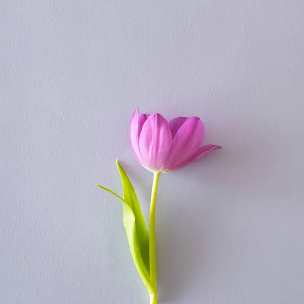 Pastel gri arka plan üzerinde mürekkep lalesi çiçeği. Minimum düzlük.