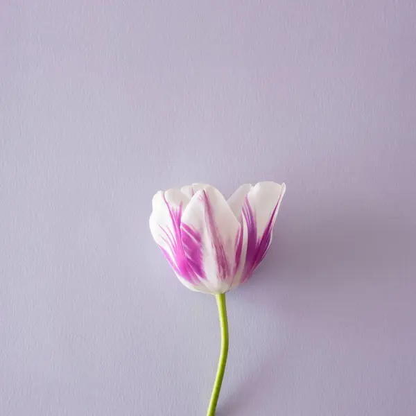 Brihgt pastel mor bir baklava üzerinde mor beyaz lale çiçeği.