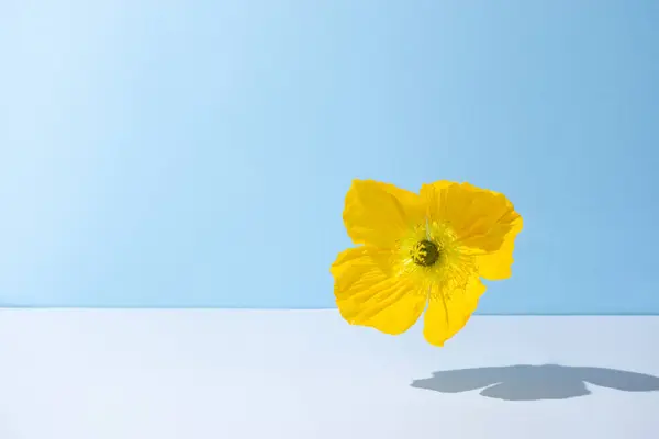 Mavi ve beyaz arka planda süzülen sarı çiçek. Güneşli gün gölgesi. Asgari yaz konsepti.