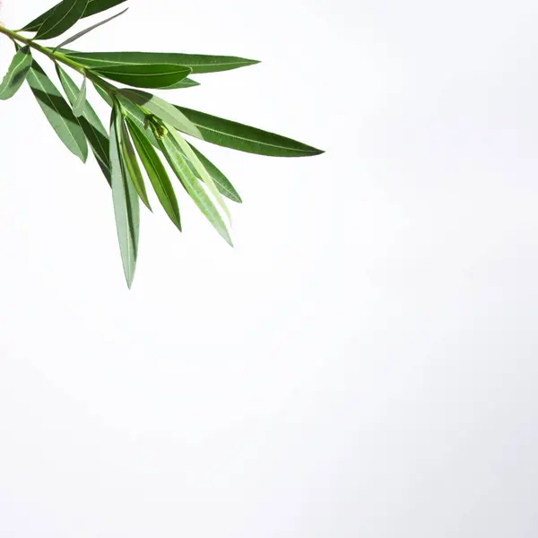 Beyaz arka planda yeşil tropikal yapraklar içeren minimum konsept. Boşluğu kopyala