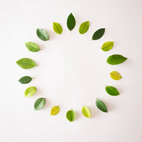Beyaz arka plan üzerinde daire şeklinde yeşil yapraklar. Küçük konsept. Boşluğu kopyala