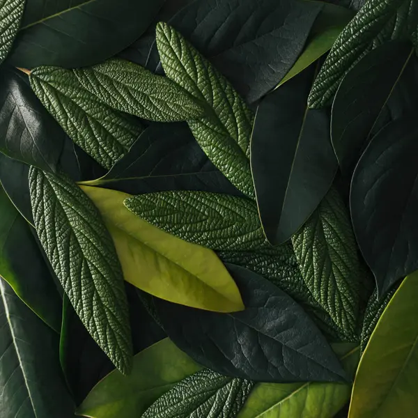 Yeşil yapraklardan oluşan yaratıcı bir düzen. Düz katman. Doğa konsepti.