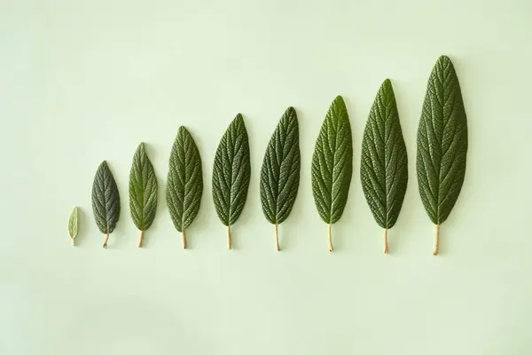 Yeşil arka plandaki yapraklardan oluşan çizgi. Minimum doğa kavramı. Düz yatıyordu.