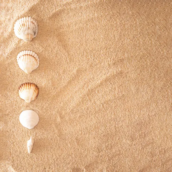 Parlak kum tepesinde beş deniz kabuğu. Düz plaj kavramı. Uzayı kopyala.