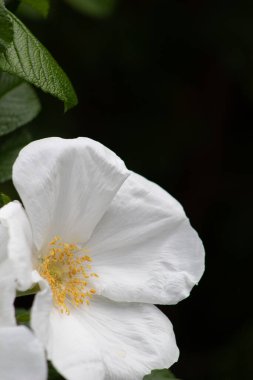 Yumuşak yaprakları olan narin beyaz çiçeğin yakın çekimi, koyu bir arka planla zıtlaşır, dingin bir güzelliği ve saf zarafeti çağrıştırır..