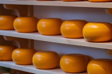 İştah açıcı, yuvarlak peynir koleksiyonu ahşap bir rafta, pürüzsüz kabukları ışığı yansıtıyor..