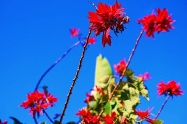 Çiçekler güneş ışığına ulaşır