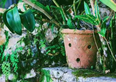 Saksısı olan tuhaf bir saksı.