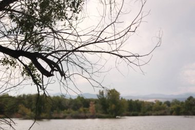 Dallar göl kıyısında gökyüzünü kesiyor.