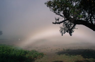 Nadir bir sis yayı sisli bir düzlükte beyaz bir gökkuşağı gibi görünür, ön planda yeşil eğreltiotları vardır ve ağaç dalları sahneyi yukarıdan çerçeveler..