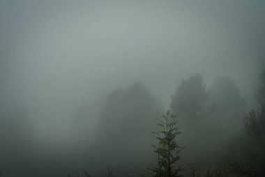 Yoğun bir ormanda yoğun bir sis çöker ve kalın sisin içinde sadece belli belirsiz ağaç çizgileri bırakır..