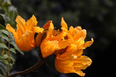 Lanzarote, Kanarya Adaları 'ndaki bir parkta, Afrika Lale Ağacı' nın (Spatthodea campanulata) çiçeklerine yakın çekim