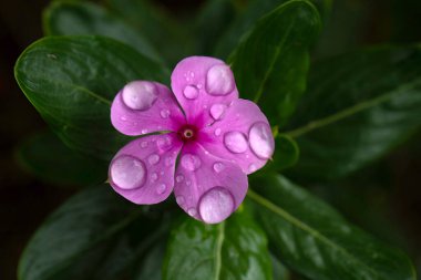 Madeira 'da bir bahçede, Cape Menekşe Çiçeği' nin (Catharanthus Roseus) tek çiçeğine yakın çekim