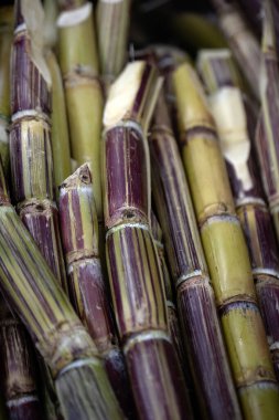 Madeira 'da bir markette taze taze şeker kamışı sapları.