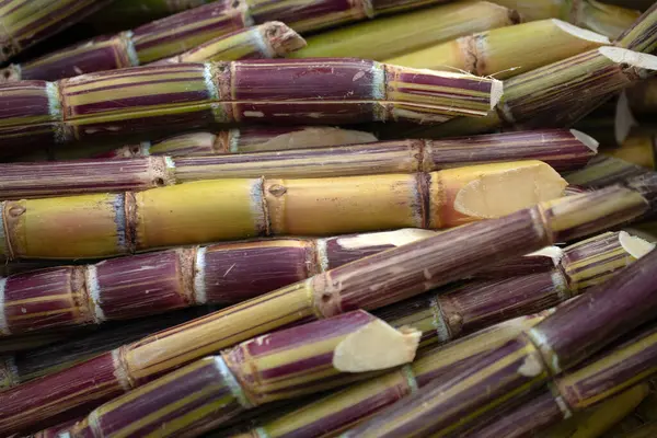 Madeira 'da bir markette taze taze şeker kamışı sapları.