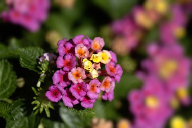 Sarı bilge (Lantana camara) çiçeklerini bir parkta sergilenen yatak örtüsünde kapat.