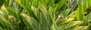 Madeira 'da bir parkta yapraklı zencefil bitkisi panoraması (Alpinia zerumbet' Variegata ')