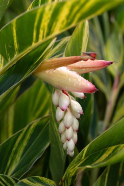 Madeira 'da bir parktaki kabuklu zencefil bitkisinin (Alpinia zerumbet' Variegata ') çiçeklerinin yakın çekimi