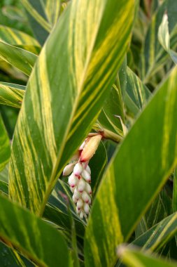 Madeira 'da bir parkta yaprak ve çiçek kabuklu zencefil bitkisi (Alpinia zerumbet' Variegata ') yakın plan