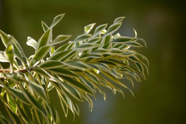 Madeira 'da bir parkta Hindistan bitkisinin (Dracaena reflexa) yapraklarının yakın çekimi