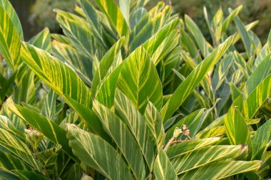 Madeira 'da bir parkta kabuklu zencefil bitkisinin (Alpinia zerumbet' Variegata ') yapraklarının yakın çekimi