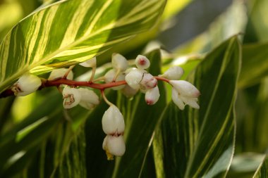 Madeira 'da bir parktaki kabuklu zencefil bitkisinin (Alpinia zerumbet' Variegata ') çiçeklerinin yakın çekimi