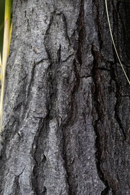 Madeira 'da bir parkta fil ayağı kabuğuna (Nolina yinelemesi) yakın çekim
