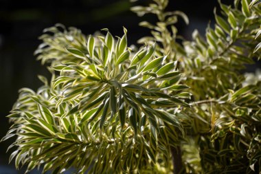 Madeira 'da bir parkta Hindistan bitkisinin (Dracaena reflexa) yapraklarının yakın çekimi