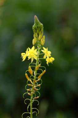 Madeira 'daki bir parkta çiçek desenli ampulün (Bulbine frutescens) yakın çekimi