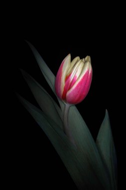 Siyah arka planda izole edilmiş kırmızı ve sarı gökkuşağı lalesinin yakın çekimi