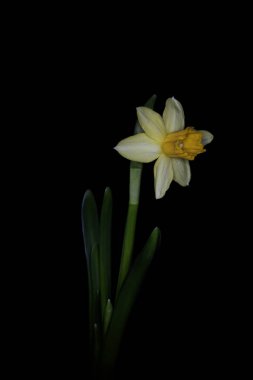 Narcissus 'un' Trompet Sarı 'sı siyah bir arkaplanda izole edilmiş.