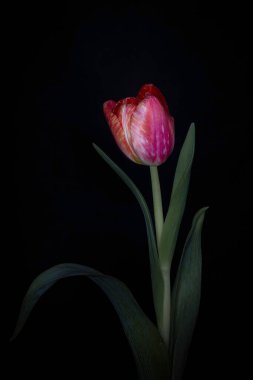 Kırmızı ve krem rengi gökkuşağı lalesinin yakın plan görüntüsü siyah arkaplanda izole edilmiş.