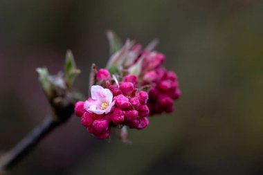 Rhubarb bitkisinin (Rheum hybridum 'Timperley Early') baharda bir sebze bahçesinde ortaya çıkan sapının yakınlaşması