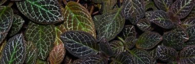 Alev morunun çekici yeşillikleri (Episcia cupreata) 