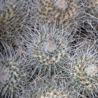 İkiz omurga kaktüsünün dikenleri (Mammillaria geminispina)