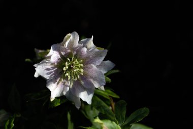 Melez Perhiz Gülü 'nün (Helleborus Hybridus) kışın sonlarında bir bahçede yakın çekimi