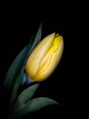 Sarı Gökkuşağı Tulip 'in yakın plan görüntüsü siyah bir arkaplanda izole edildi