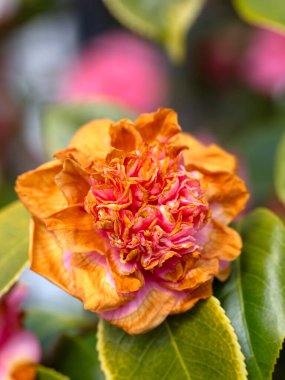 Yakın plan, ilkbaharın başlarında bir bahçede soluk kahverengi Camelia çiçeği (Bilinmeyen Çeşitlilik)