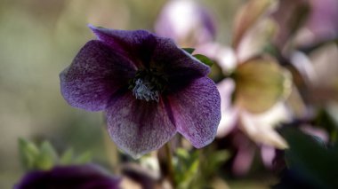 İlkbaharda bir bahçede Lenten Gülü 'nün (Helleborus Hybridus) çiçeklerine yakın plan