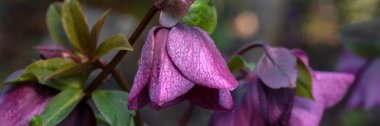 İlkbaharda bir bahçede Lenten Gülü 'nün (Helleborus Hybridus) çiçeklerine yakın plan