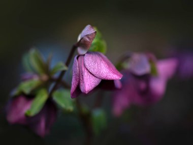 İlkbaharda bir bahçede Lenten Gülü 'nün (Helleborus Hybridus) çiçeklerine yakın plan