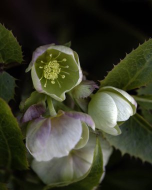 İlkbaharda bir bahçede Lenten Gülü 'nün (Helleborus Hybridus) çiçeklerine yakın plan