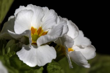 Baharın başlarında Primula elatior F1 'Piyano Beyazı' nın çiçeklerinin kapanışı