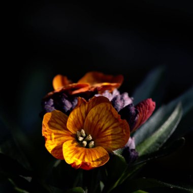 İlkbaharın başlarında bir bahçede çiçek (Erysimum hybrida 'Winter Touch') kapanışı