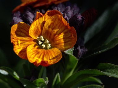 İlkbaharın başlarında bir bahçede çiçek (Erysimum hybrida 'Winter Touch') kapanışı