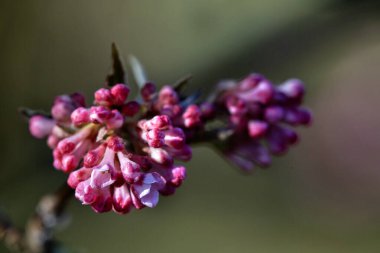 Çiçeklerin kapanışı Viburum x bodnantense 'Charles Lamont baharın başında bir bahçede